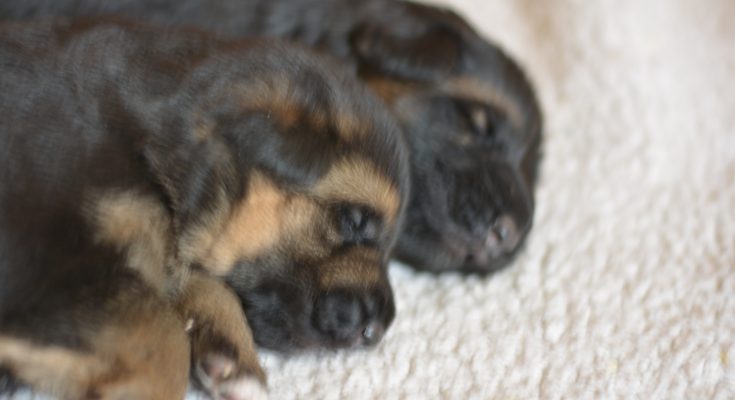 La imagen tiene un atributo ALT vacío; su nombre de archivo es NIK_7812-735x400.jpg